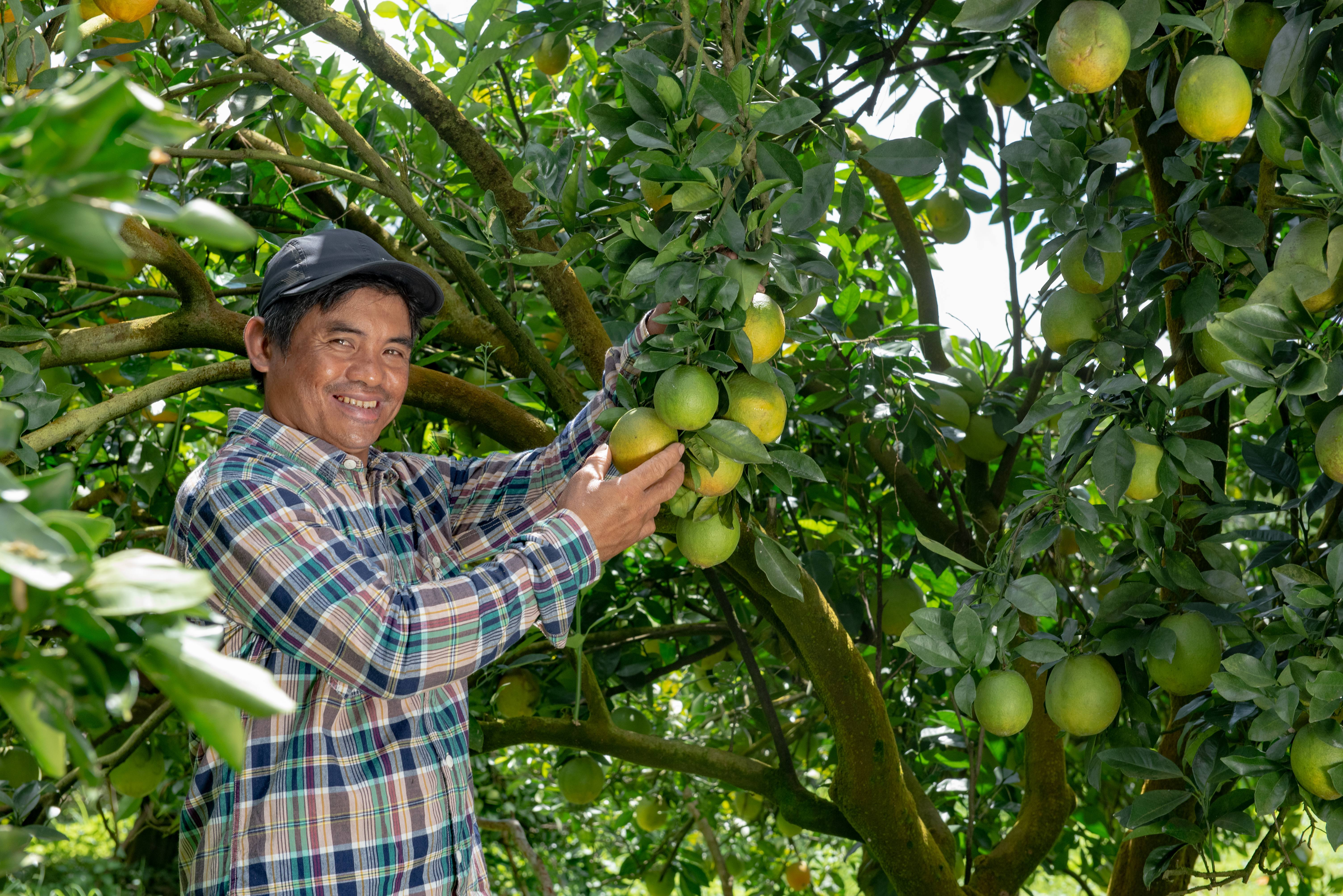 How to increase citrus yield
