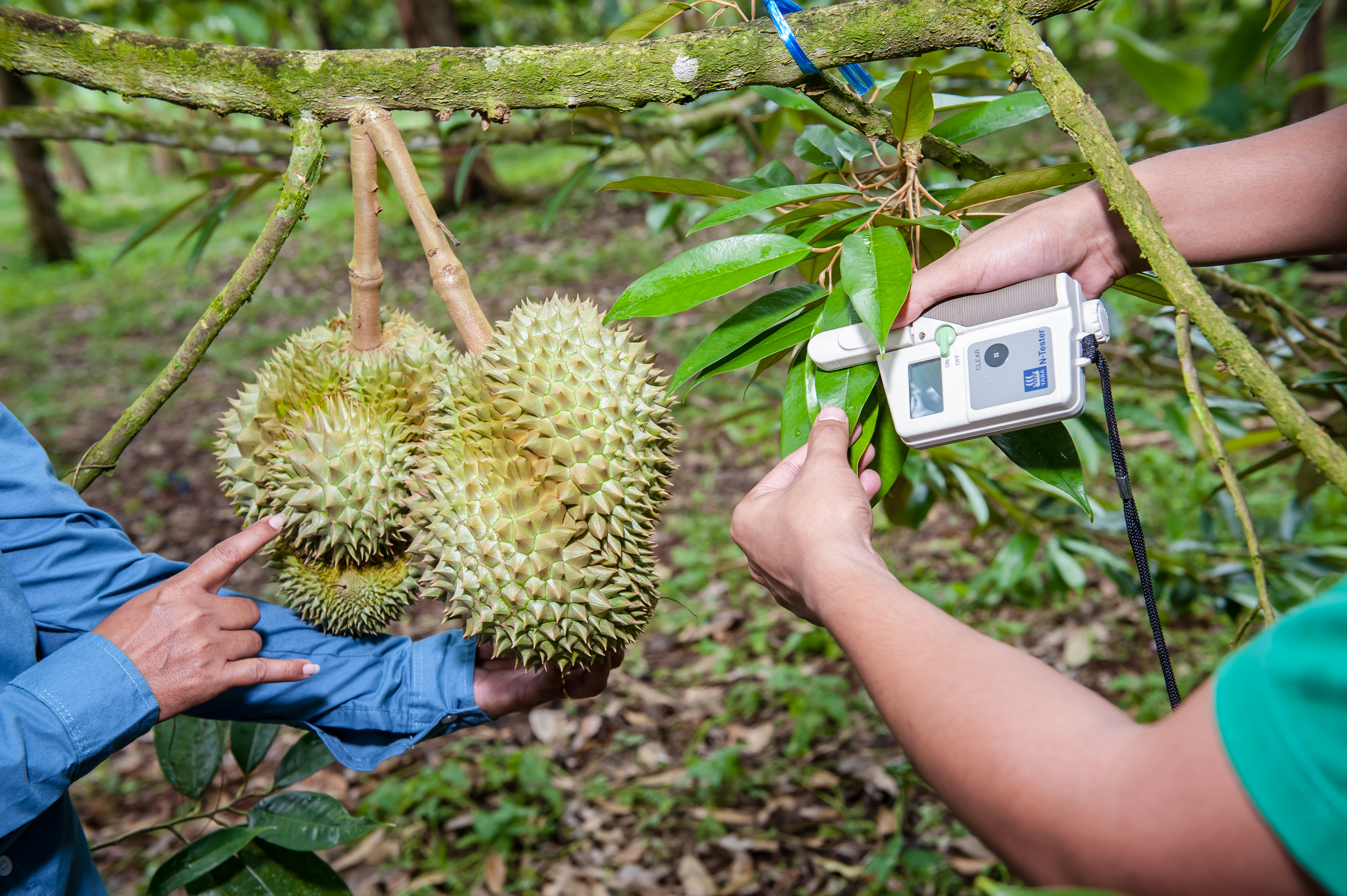 Durian Crop Nutrition Programme
