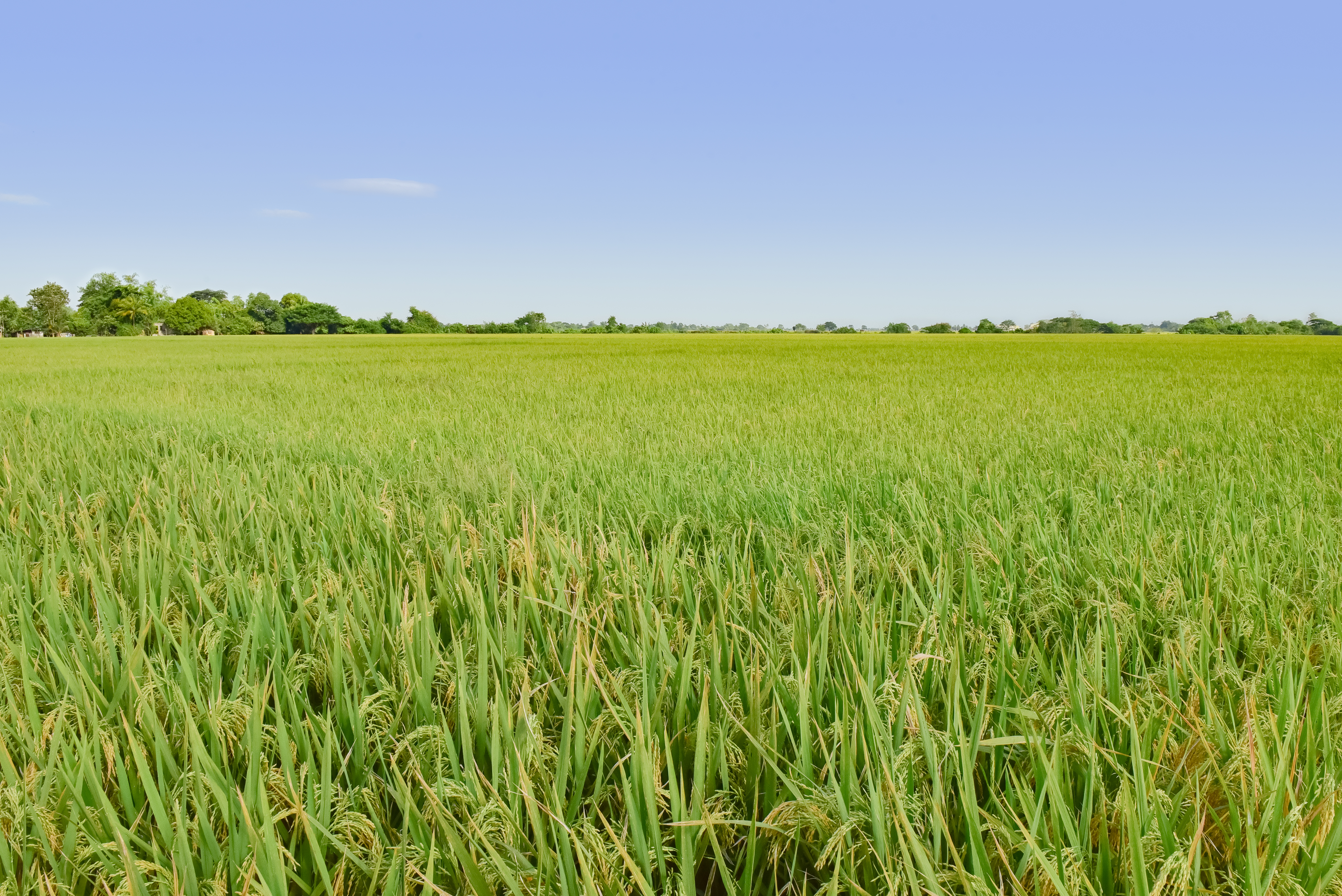 Rice fertiliser program