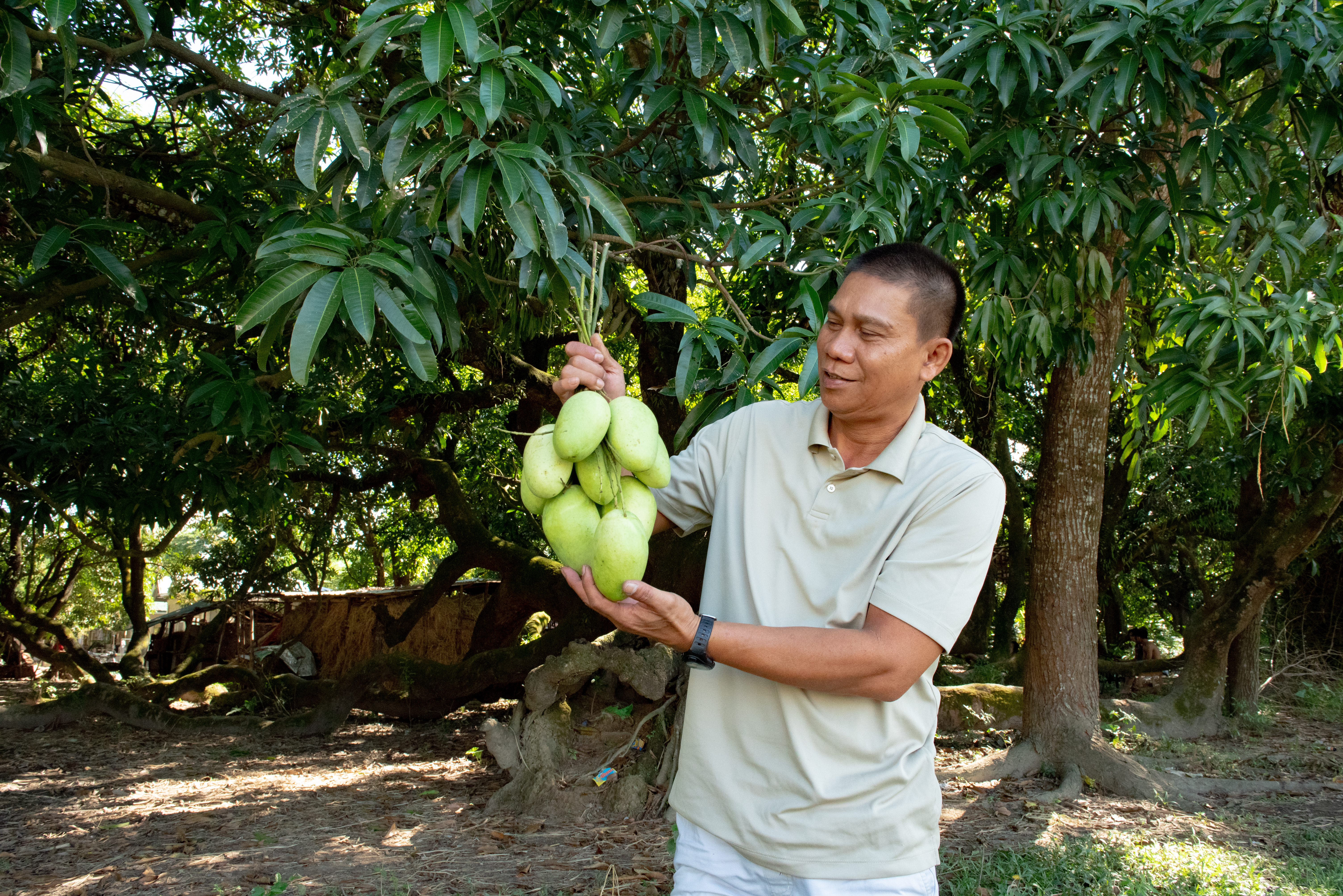 Mango crop nutrition solution