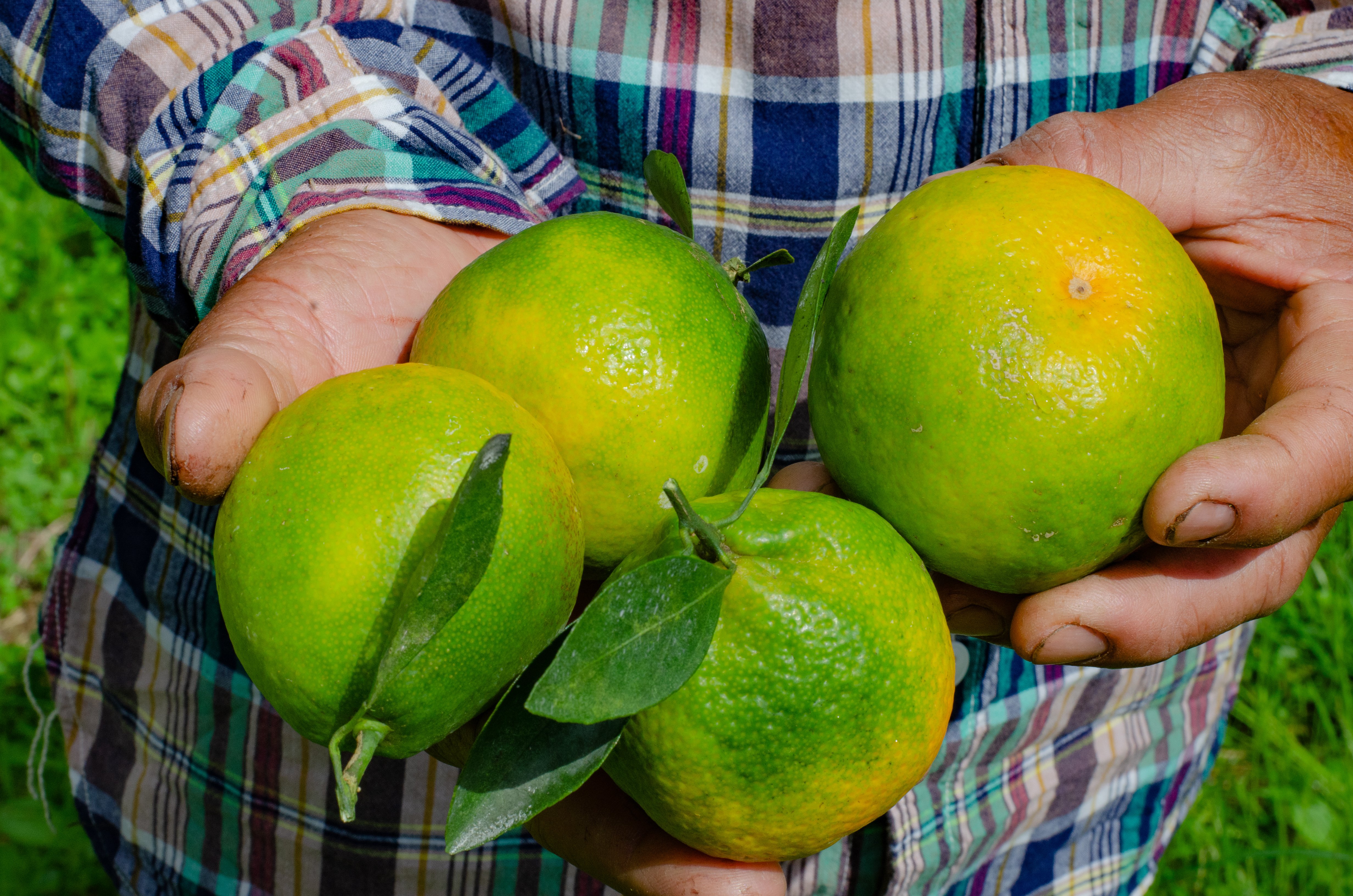 Citrus Crop Nutrition