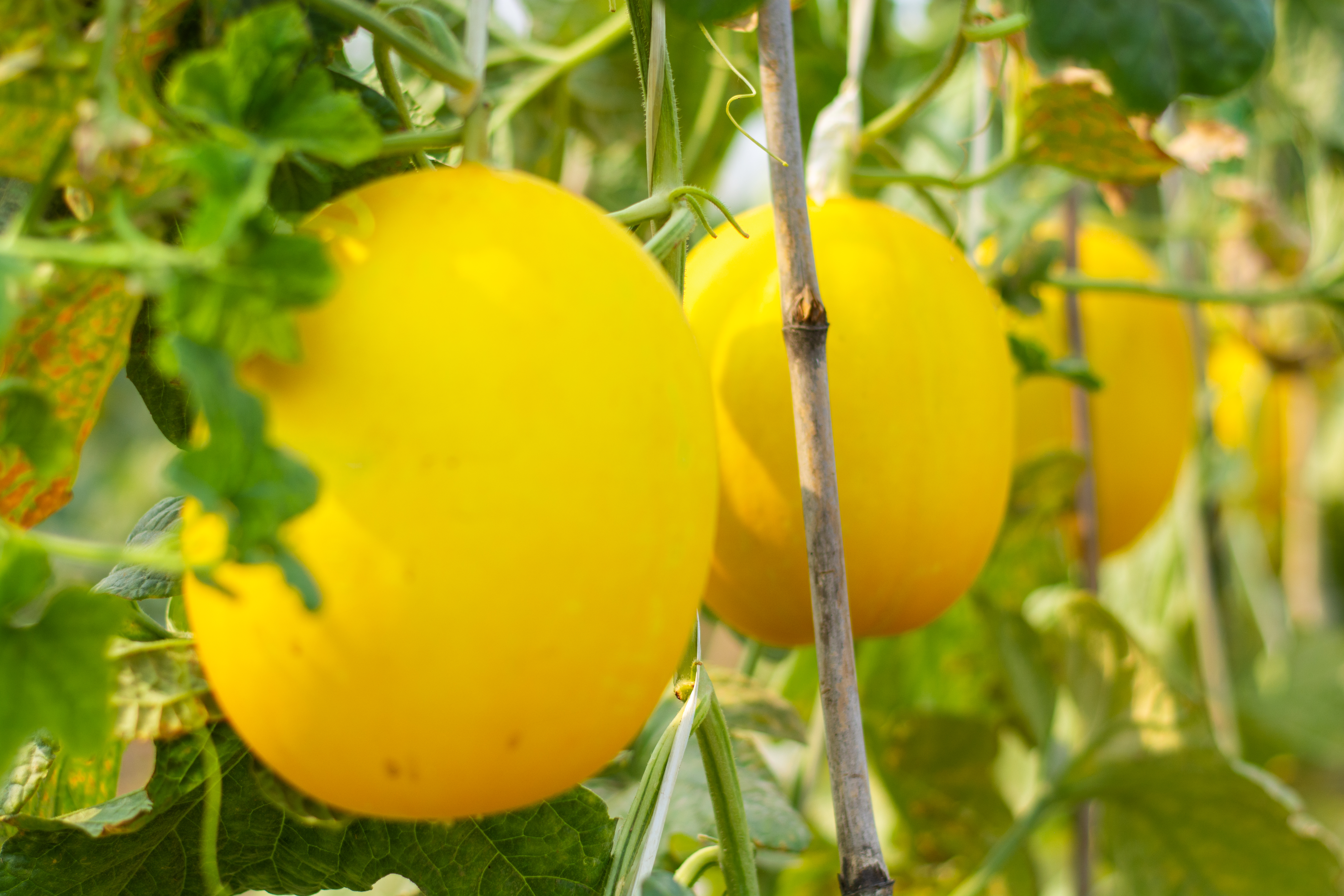 Papaya Crop Nutrition Programme