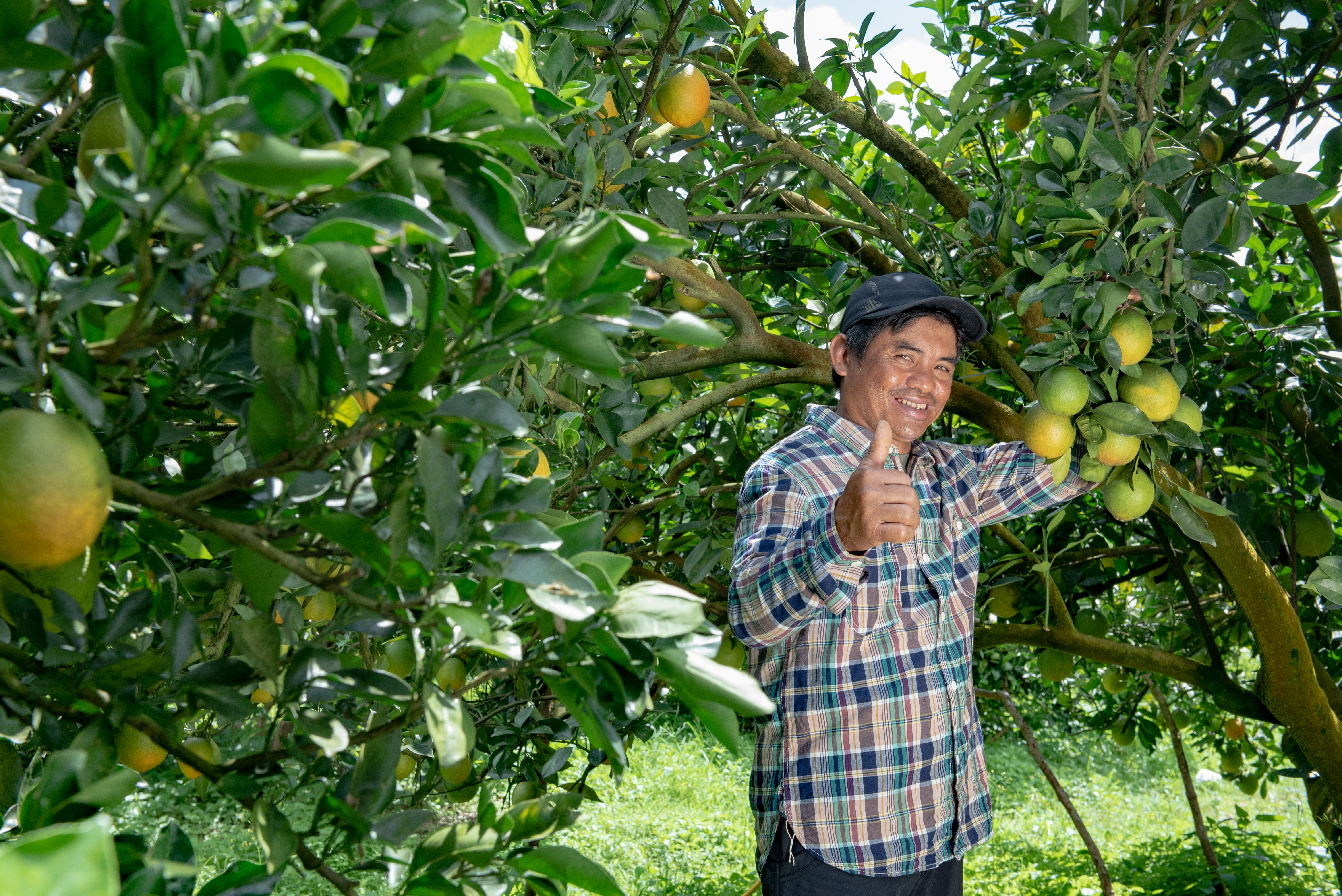 Preventing citrus peel splitting