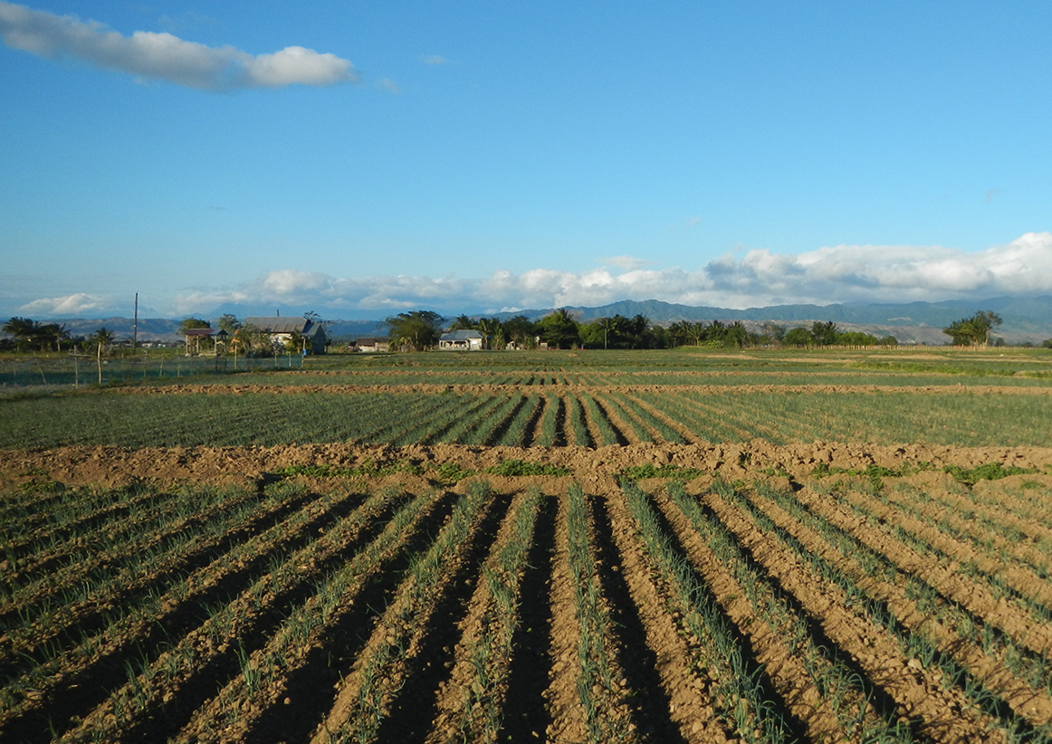 Onion crop nutrition